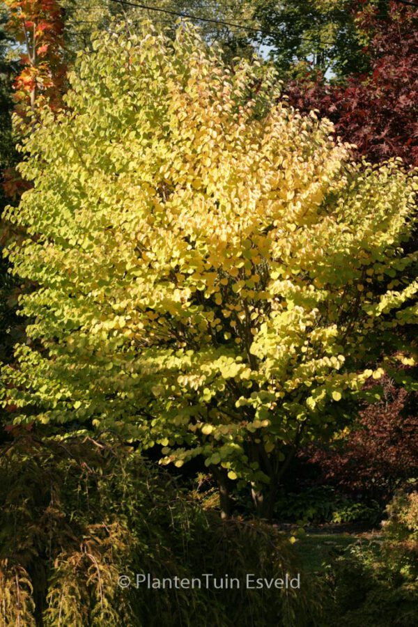 Cercidiphyllum japonicum 'Heronswood Globe' - Image 8