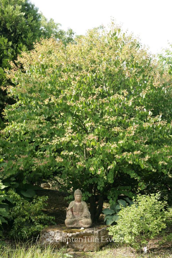 Cercidiphyllum japonicum 'Heronswood Globe'