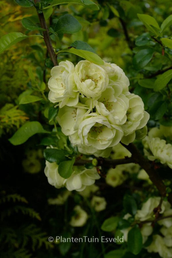 Chaenomeles speciosa 'Kinshiden'