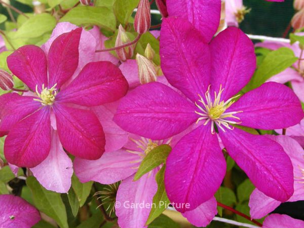 Clematis 'Comtesse de Bouchaud' - Image 2