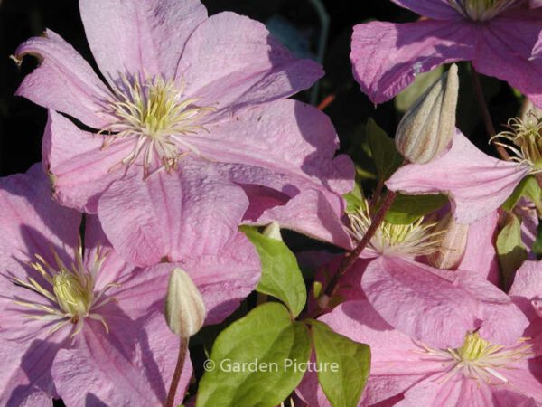 Clematis 'Comtesse de Bouchaud' - Image 3