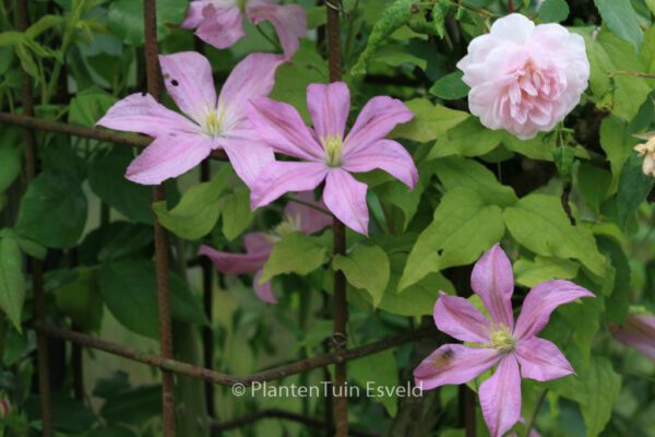 Clematis 'Comtesse de Bouchaud' - Image 4