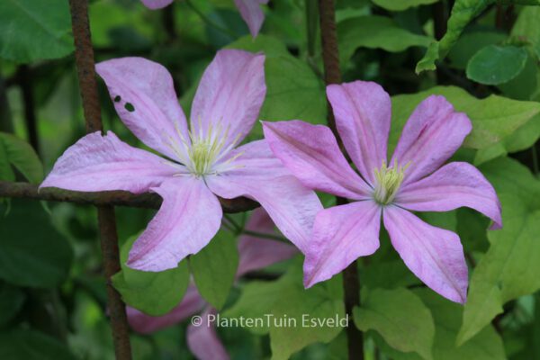 Clematis 'Comtesse de Bouchaud' - Image 5