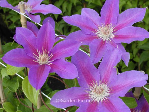 Clematis 'Etoile de Malicorne' - Image 2