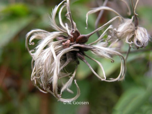 Clematis 'Fascination' - Image 3