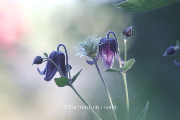 Clematis 'Fascination' - Image 5