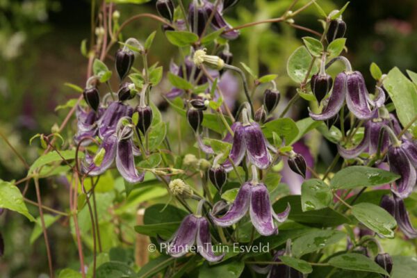 Clematis 'Fascination'