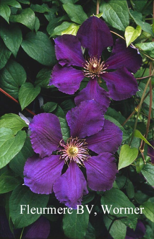 Clematis 'Gipsy Queen'