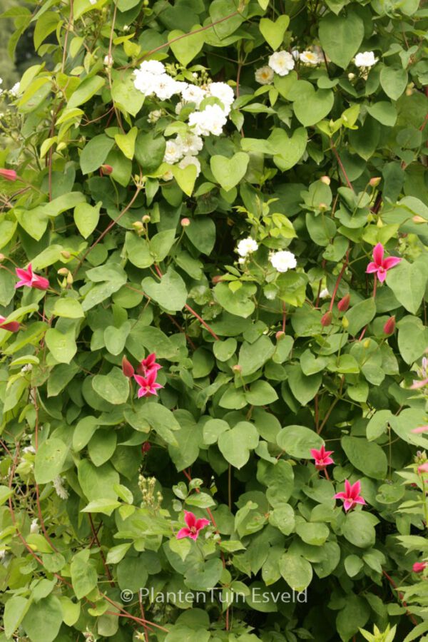 Clematis 'Gravetye Beauty' - Image 2