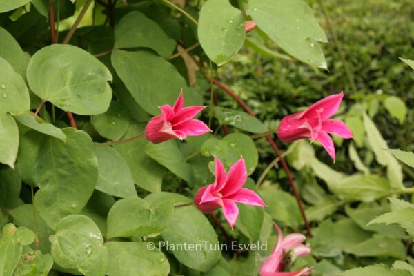 Clematis 'Gravetye Beauty' - Image 3