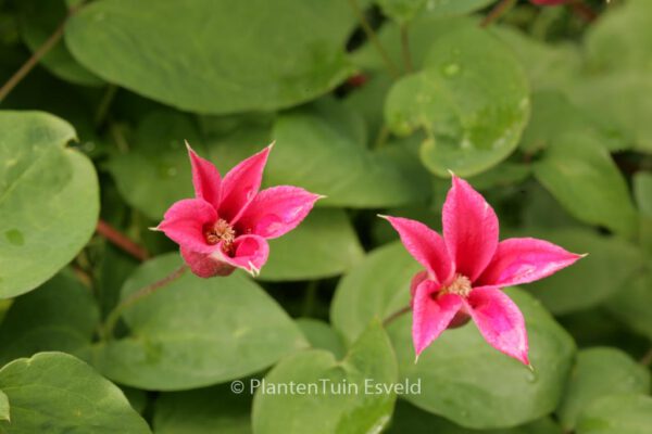 Clematis 'Gravetye Beauty' - Image 4