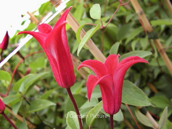 Clematis 'Gravetye Beauty'