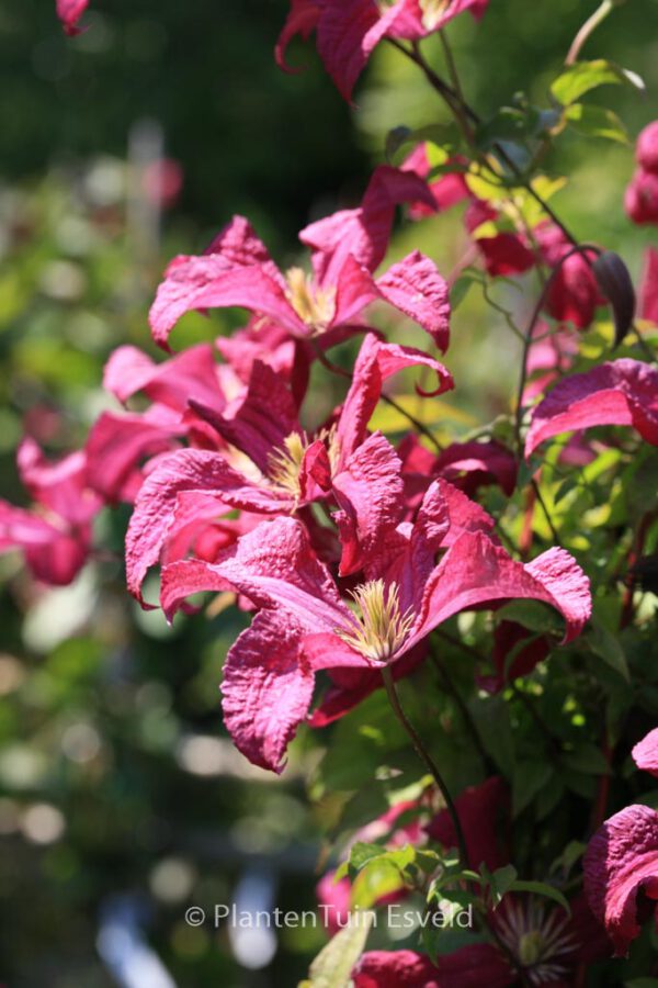 Clematis 'Madame Julia Correvon' - Image 4