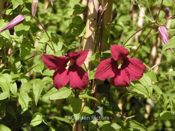 Clematis 'Madame Julia Correvon' - Image 5