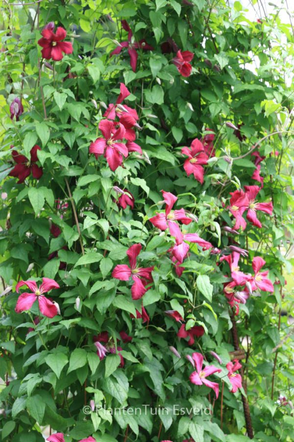 Clematis 'Madame Julia Correvon' - Image 7