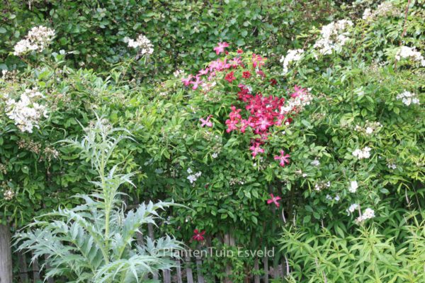 Clematis 'Madame Julia Correvon' - Image 8