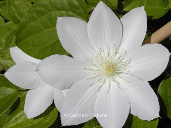 Clematis 'Mevrouw Le Coultre' - Image 2