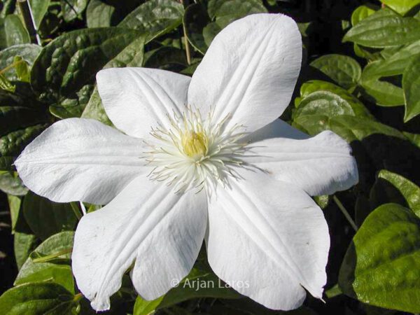 Clematis 'Mevrouw Le Coultre'