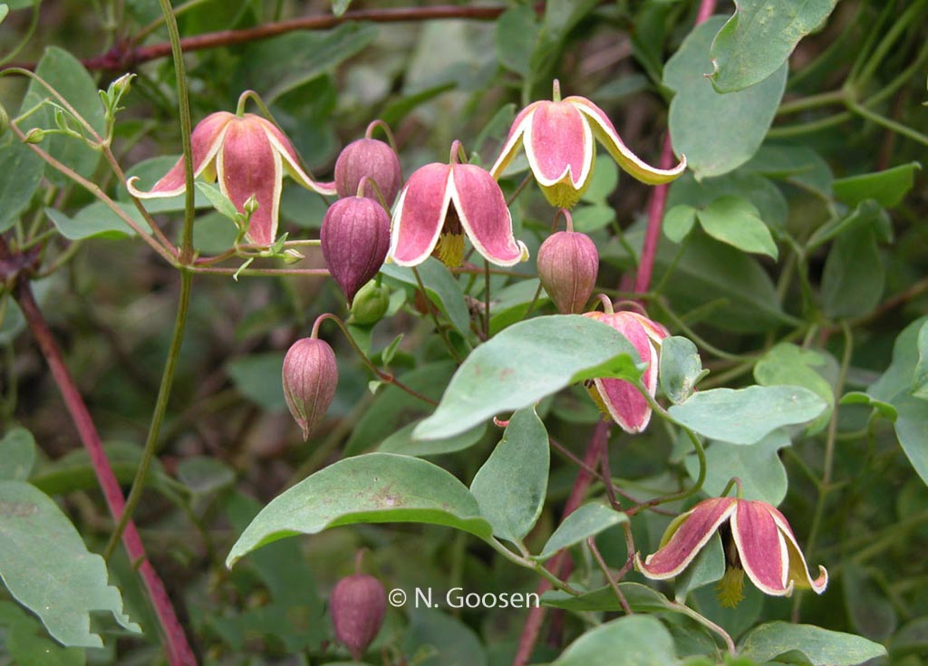 Clematis 'My Angel' – Esveld Shop