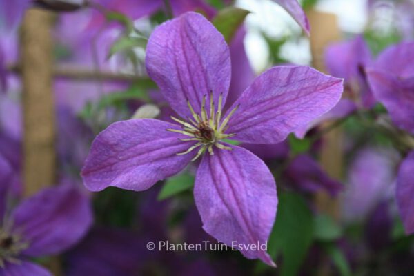 Clematis 'Zosusk' (SUNNY SKY) - Image 2