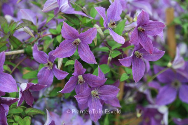 Clematis 'Zosusk' (SUNNY SKY)