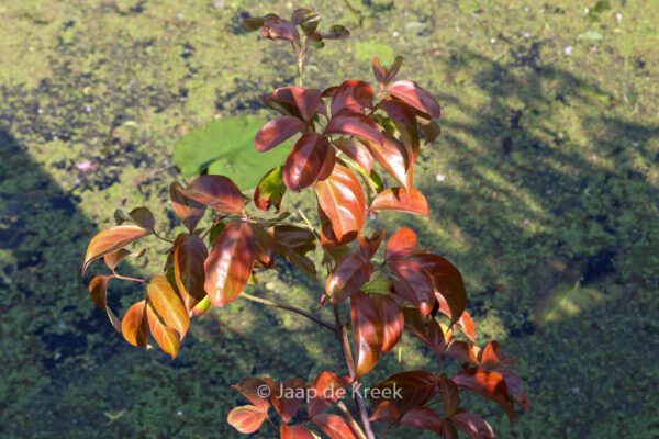 Cornus 'Summer Glossy' - Image 2