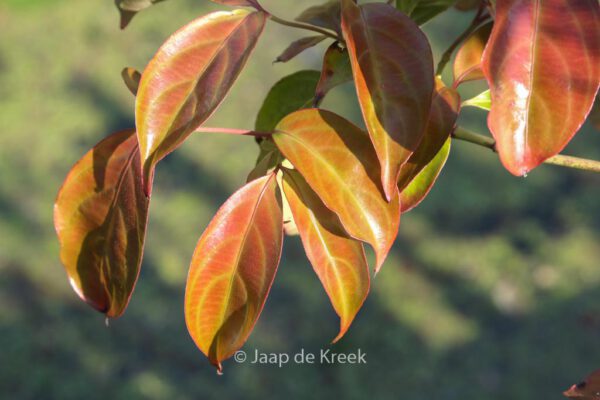 Cornus 'Summer Glossy'