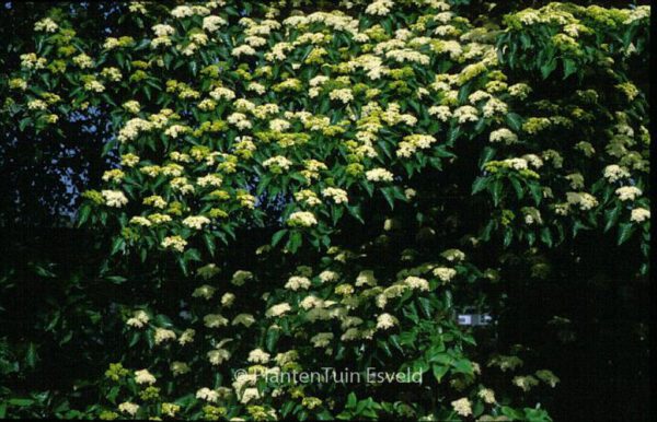 Cornus controversa - Image 2