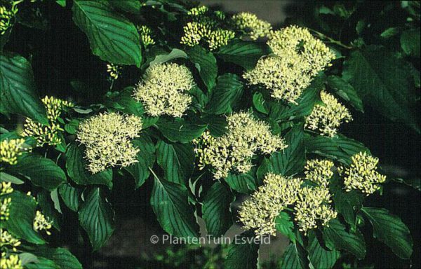 Cornus controversa - Image 3