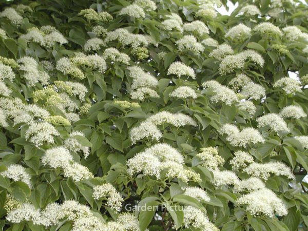 Cornus controversa - Image 5