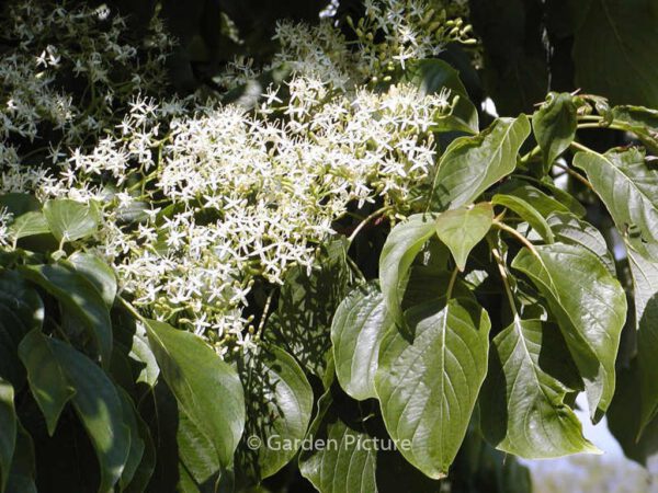 Cornus controversa - Image 6