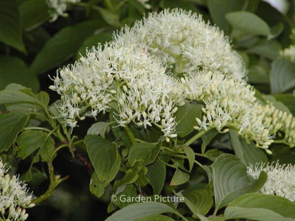 Cornus controversa - Image 7