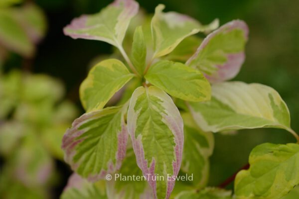 Cornus controversa 'Gosia'