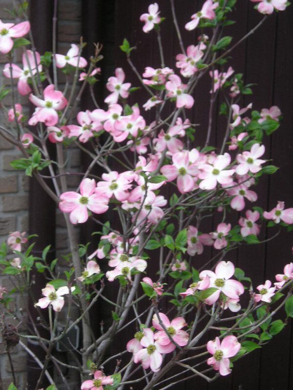 Cornus florida 'Cherokee Chief' - Image 2