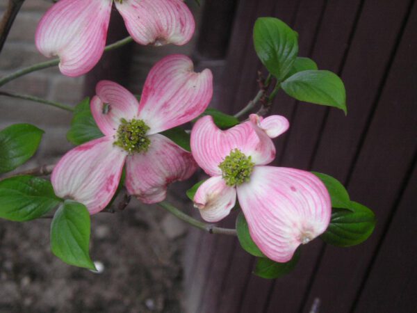 Cornus florida 'Cherokee Chief' - Image 3