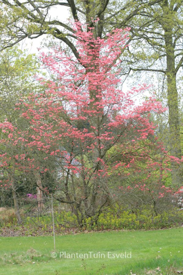 Cornus florida 'Cherokee Chief' - Image 4