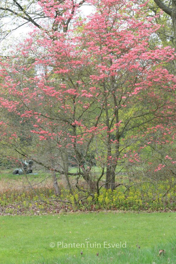 Cornus florida 'Cherokee Chief' - Image 5