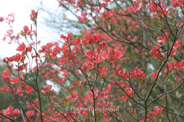 Cornus florida 'Cherokee Chief' - Image 6