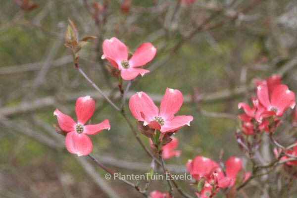 Cornus florida 'Cherokee Chief' - Image 7