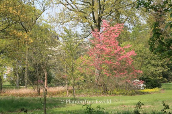 Cornus florida 'Cherokee Chief' - Image 8