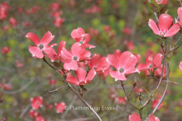 Cornus florida 'Cherokee Chief'