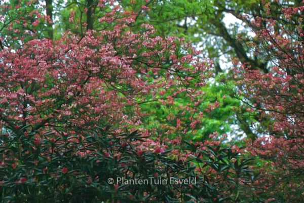 Cornus florida 'Rubra' - Image 2
