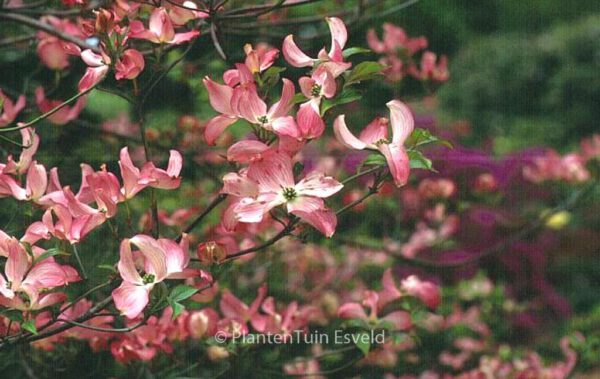 Cornus florida 'Rubra' - Image 4