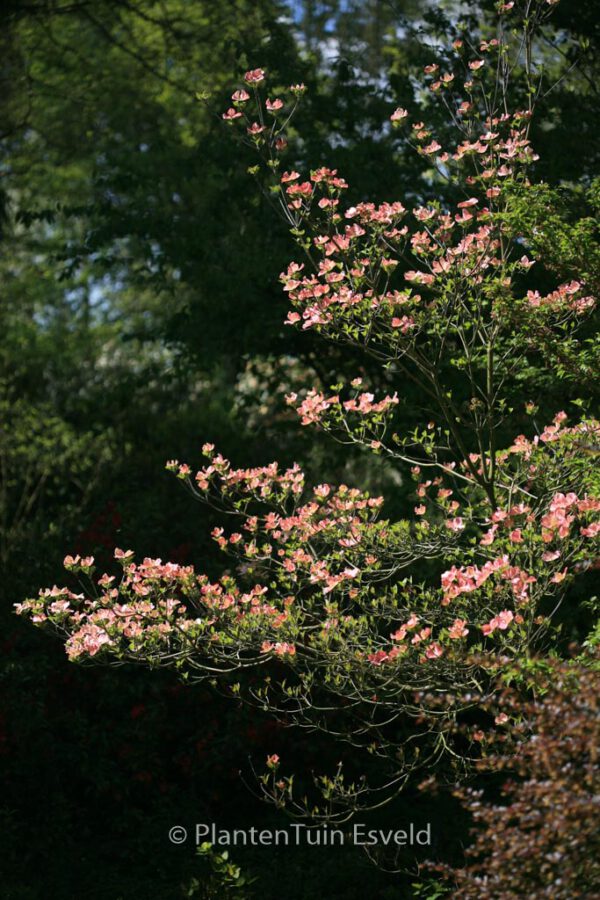 Cornus florida 'Rubra' - Image 5