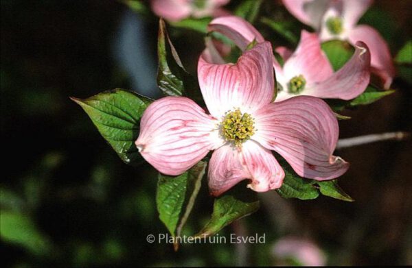 Cornus florida 'Rubra' - Image 7