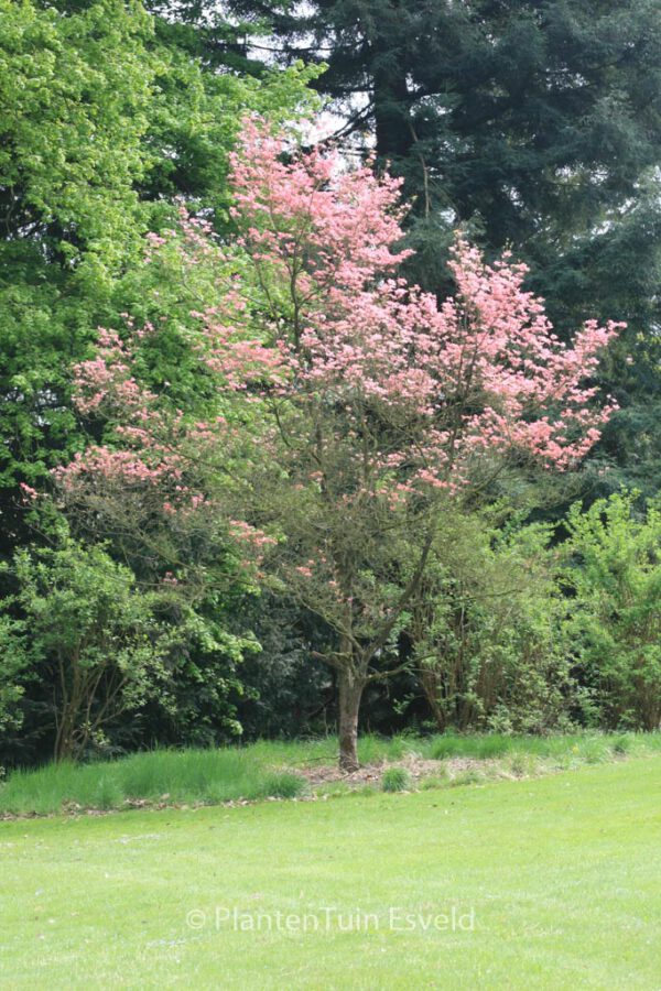 Cornus florida 'Rubra' - Image 8