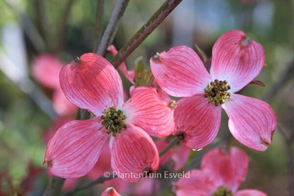 Cornus florida 'Rubra'