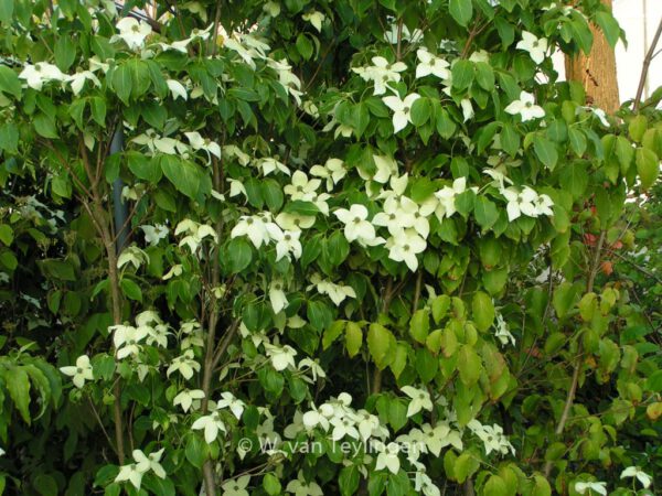 Cornus kousa 'China Girl' - Image 2