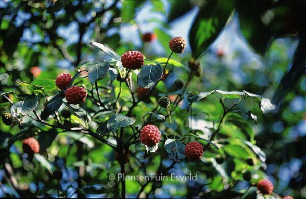 Cornus kousa 'China Girl' - Image 3