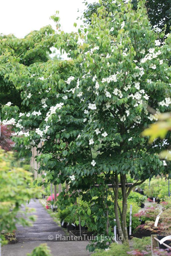 Cornus kousa 'China Girl' - Image 4